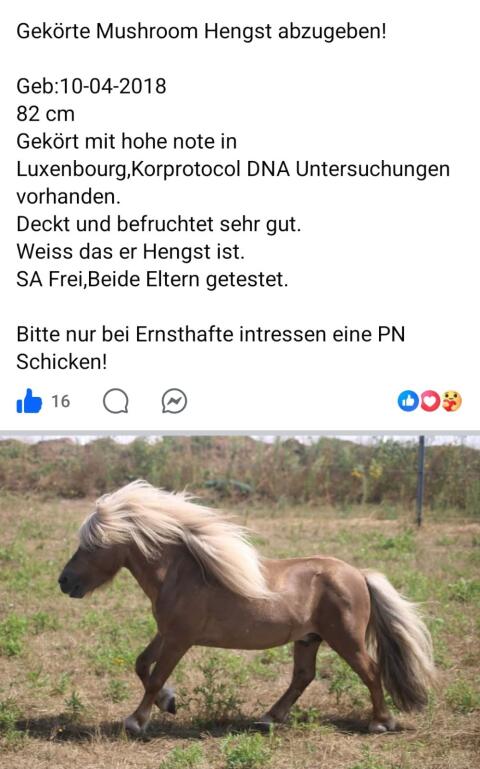 Minishetlandpony-Deckhengst Mushroom