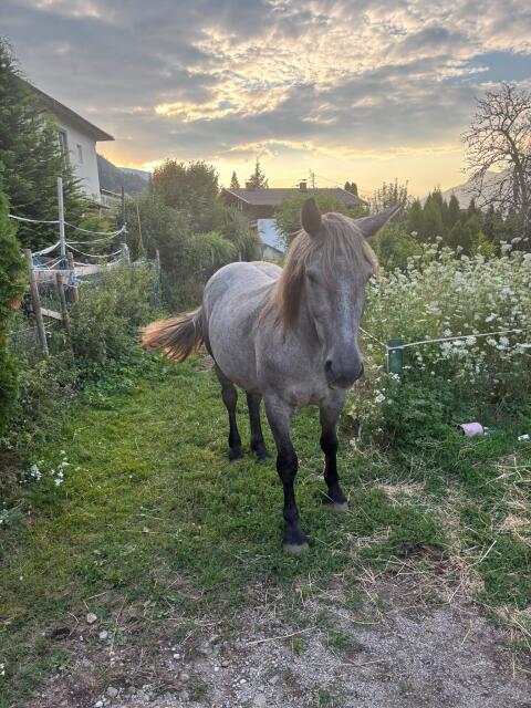 Norika-Mix-Stute sucht Bestplatz