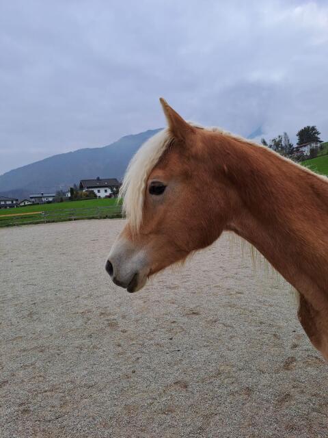 Tiroler Haflinger Wallach 1 1/2-jährig, 2 1/2-jährig