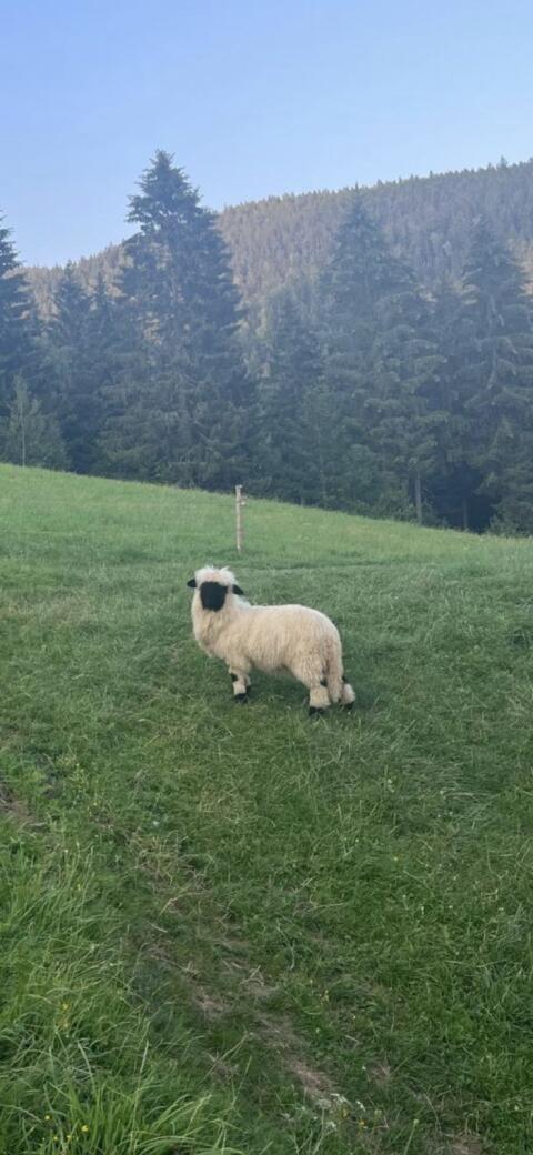 Walliser Schwarznasen Auenlamm