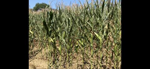 Silomais ab Feld