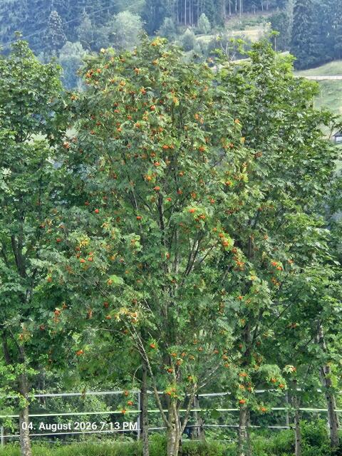 Vogelbeeren