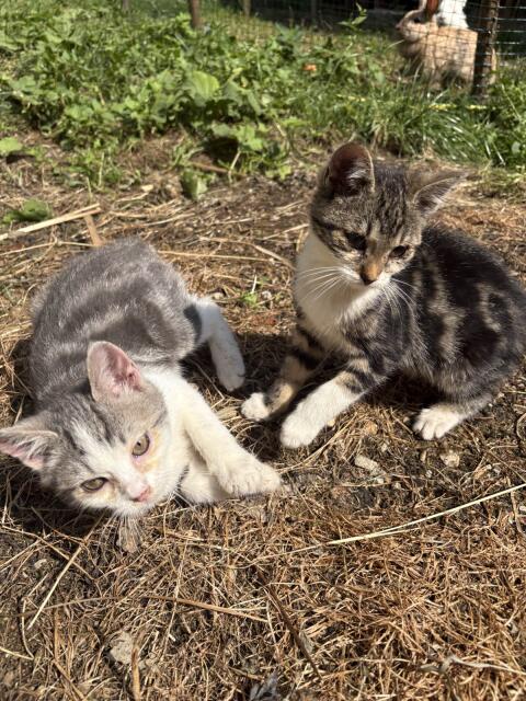 Katzenbabys
