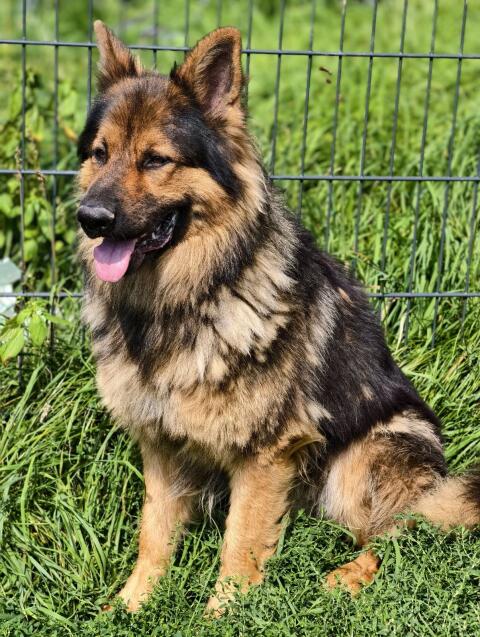 Altdeutscher Schäferhund