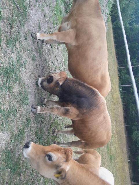 Reinrassiger Aubrac-Stier