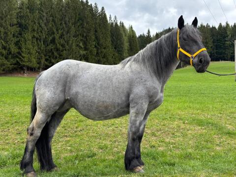 Noriker Mohrenkopfstute