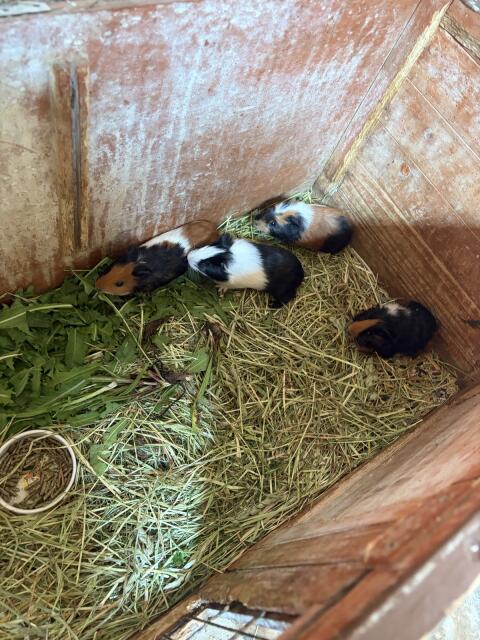 4 süße Meerschweinchen-Männchen abzugeben