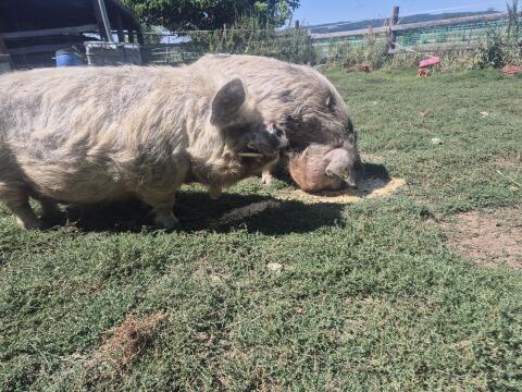 KuneKune Pärchen