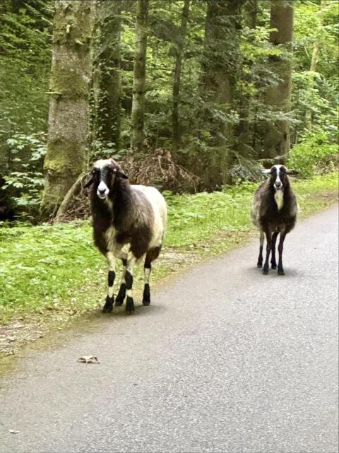 Zwei Krainer Steinschaf-Weibchen abzugeben
