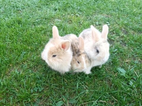 Zwergkaninchen