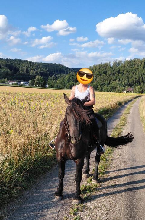 5-jähriger Noriker Wallach