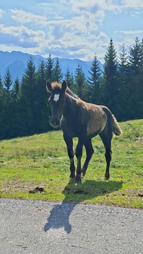 Noriker