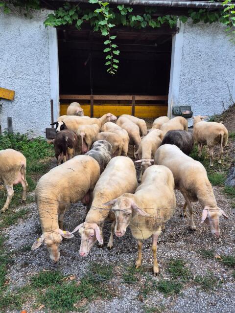 Ostfriesische Milchschafe (22 Stk. + 5 Jungtiere, 6 Monate)