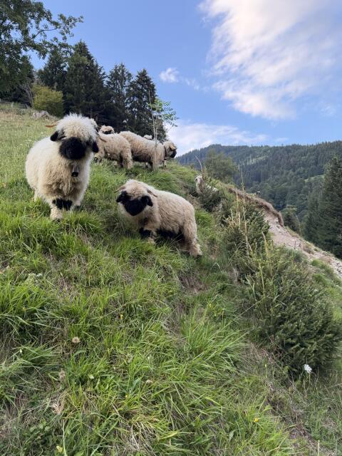 Walliser Schwarznasen-Widder BIO, hb-fähig (4 Stk.)