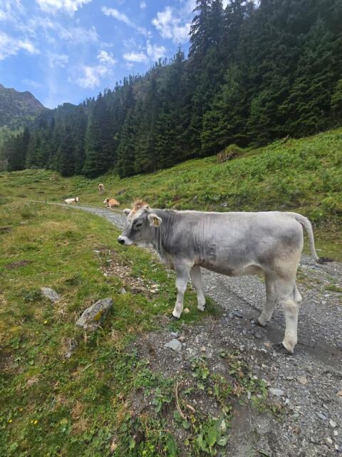 Bio Tiroler Grauvieh-Jungzuchtkalbinnen