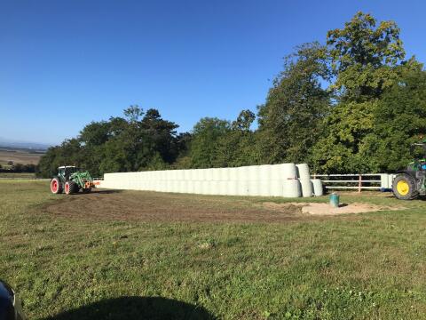 Maissilageballen, Ernte 2025, Top Qualität
