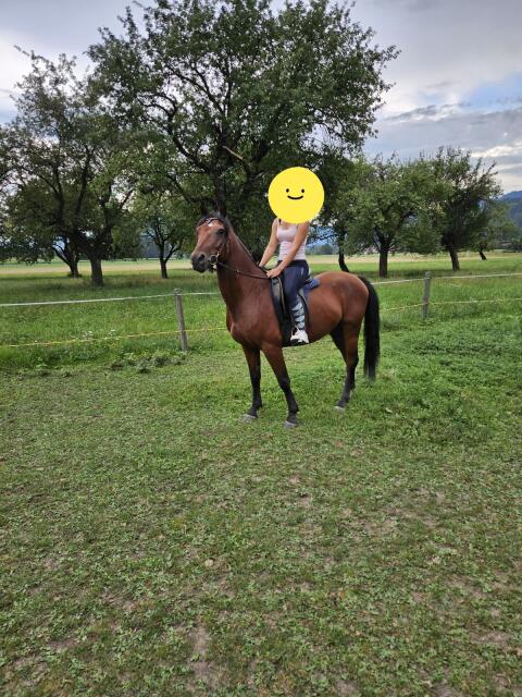 Reitpony-Mix