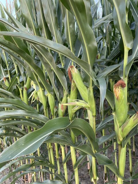 Silomais ab Feld