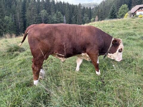Fleckvieh-Stier