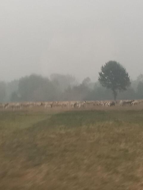 Suche Ziegenbock