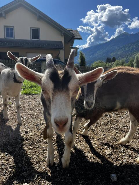 Ziegenkitze weiblich