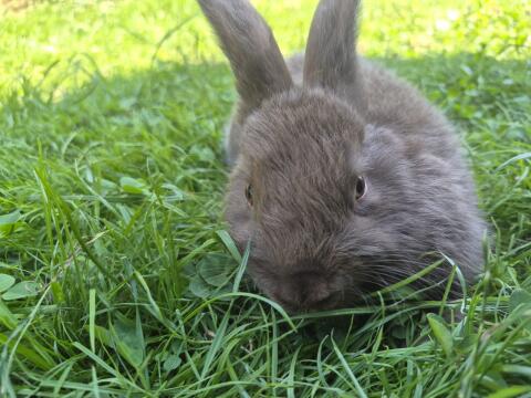 Zwergkaninchen