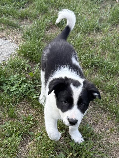 Border Collie Welpen