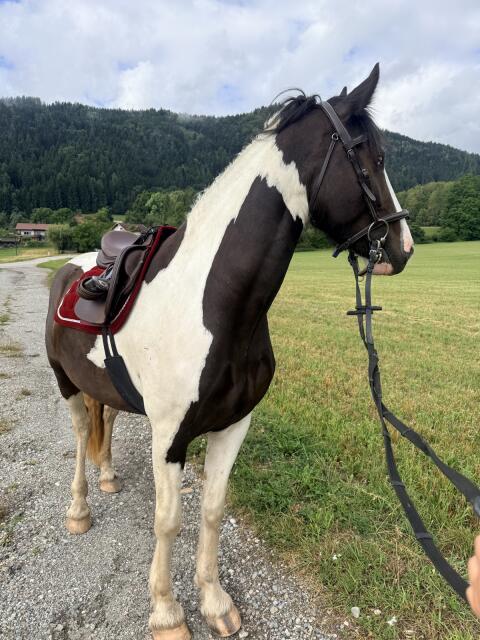 Barock-Pinto-Stute Fiona