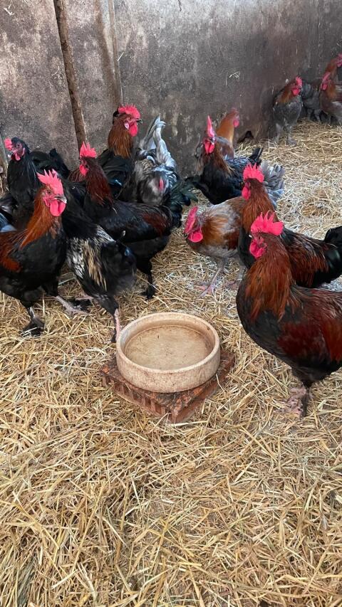 Marans-Hähne