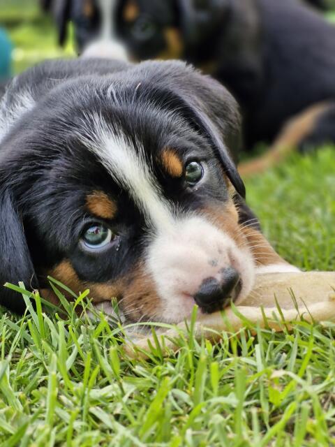 Appenzeller Sennenhund reinrassig mit Ahnentafel
