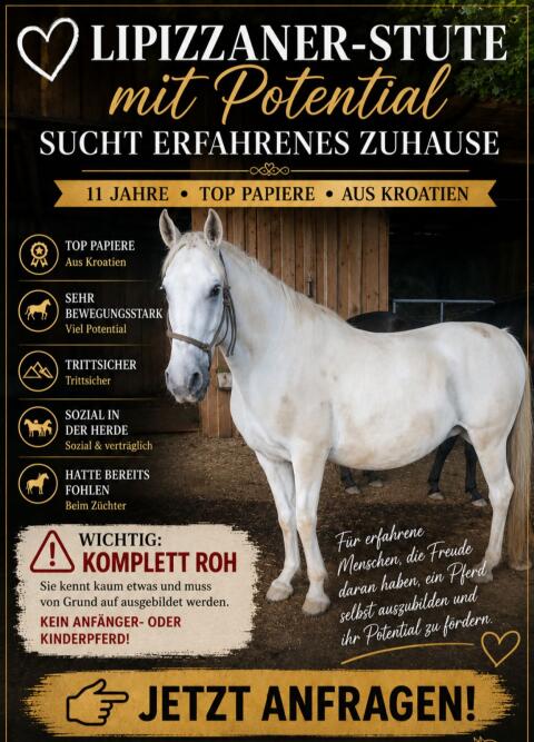 Lipizzanerstute zum Selber-Ausbilden