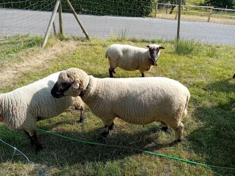Shropshire Schafbock