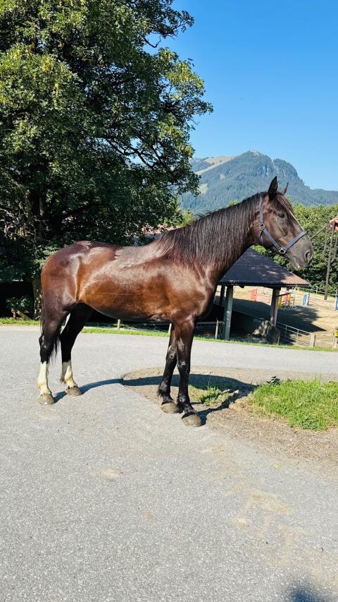 Schweres Warmblut