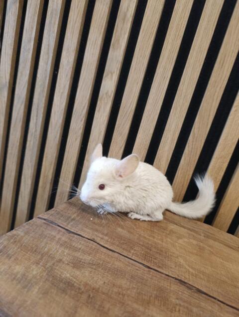 Chinchillas