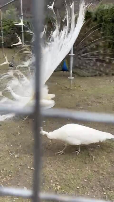 Weißes Pfauenpärchen