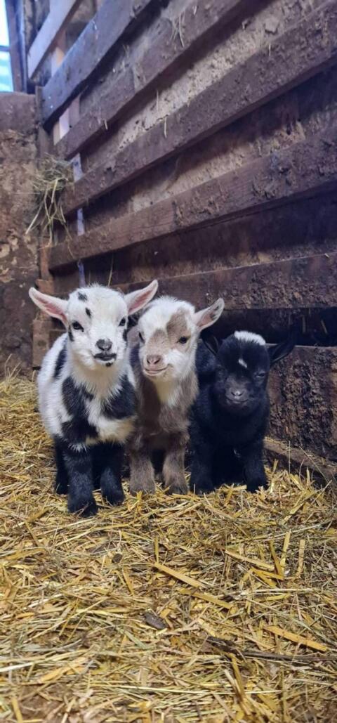 Mini-Zwergziegen