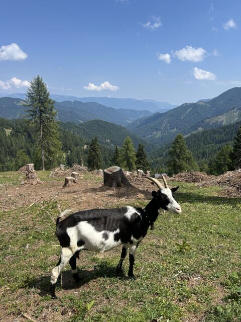Ziege mit Herdbuch