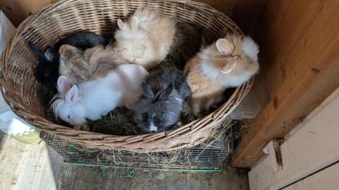 Löwenkopf-Zwergkaninchen in allen Farben