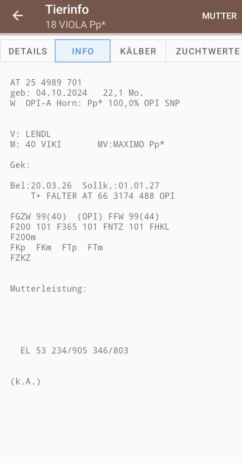 Verkaufe trächtige hornlose Bio-Pinzgauer Kalbin