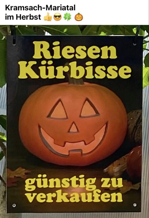 Riesenkürbisse günstig zu verkaufen!