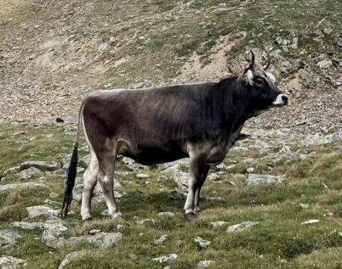 Tiroler Grauviehkalbin