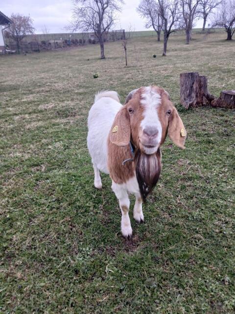 Burenziegenbock