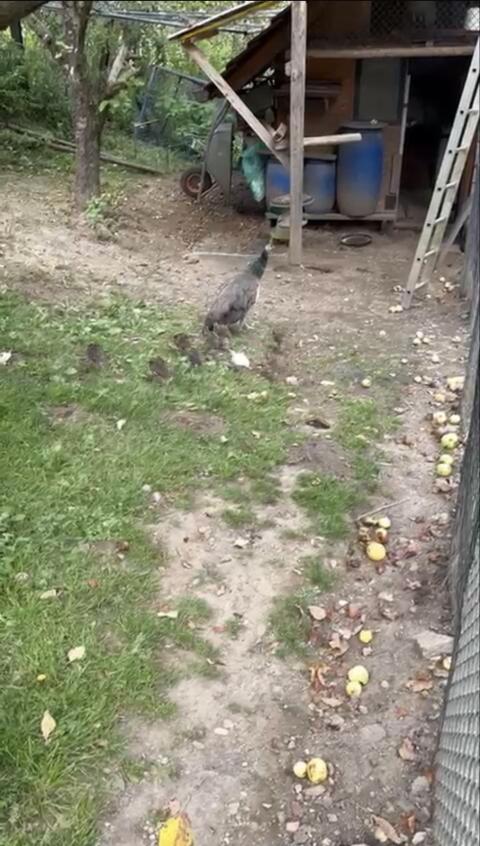 Verkaufe Pfauenhenne mit Küken