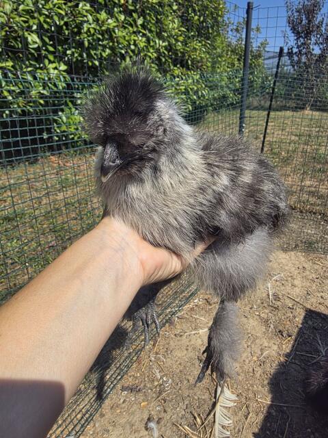 Seidenhuhn grau