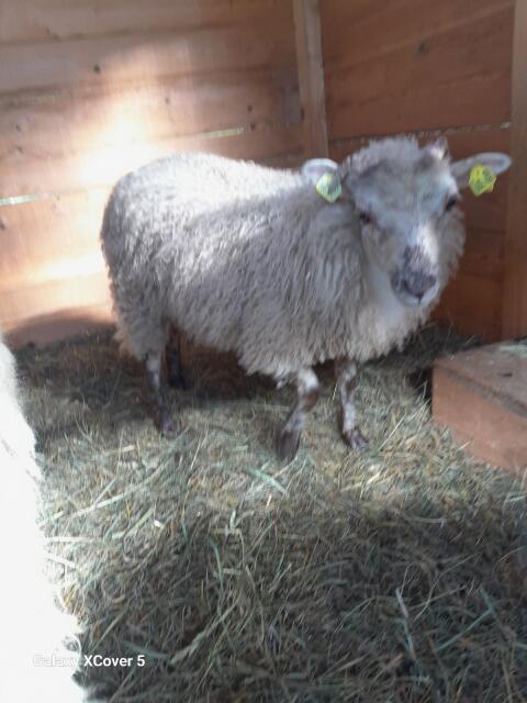 Verkaufe meinen Zwergschaf-Aue