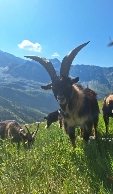 Ziegenbock