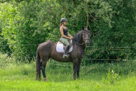 Flora-Frieda, Noriker Stute