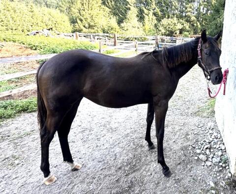 Quarter Horse Stutjährling