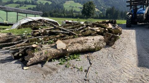 Brennholz