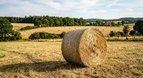 Suche Heu, Heusilage, Silage